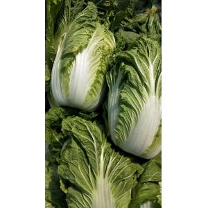 China Green Color Organic Chinese Cabbage For Frying / Raw Food / Salted supplier