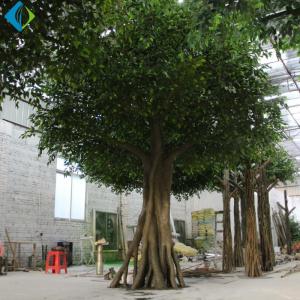 Umbrella Shape Faux Ficus Tree For Indoor Decoration 5-10 Years Life Time