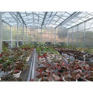 China Clear Plastic Polycarbonate Roof Greenhouse For Flower And Vegetable Cultivation wholesale