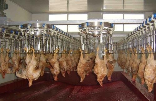 China ステンレス鋼304でカスタマイズ可能で耐久性のある家禽加工ライン wholesale
