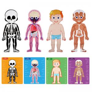 Human Body Anatomy Learning Magnetic Puzzle Toy for Ages 3-8 Kids 48Pcs with Box