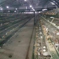 China Duck Farming Battery Type Cage , Automatic Duck Farming Cages For Sale on sale