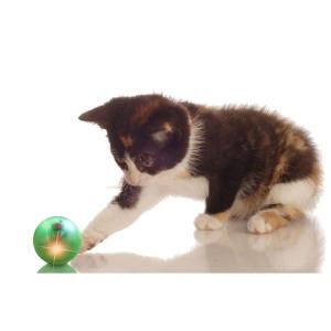 China Flashing Light ABS EVA Cute Pet Toys Interactive Rolling Ball Hollow Sound supplier