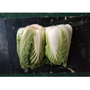 China Fresh Organic Chinese Cabbage No Stain Green Color For Salad Factory supplier