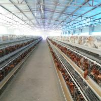 China A Type Battery Cage System Layer Chicken Chicken Layer Cage For Sale on sale