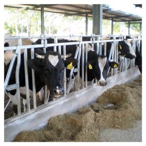 China Hot Galvanized Length 6m Cattle Headlock Gate Anti Corrosion Pipe wholesale