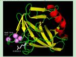 Trypsine humaine de recombinaison pour l'hydrolyse enzymatique de la protéine