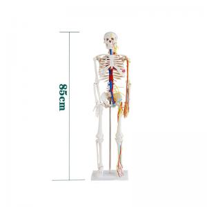 China 85cm Anatomy Human Skeleton Model Attach Heart Vascular Nerve Skeleton Model supplier