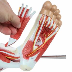 Human Hip thigh calf and foot muscles 13 parts Life Size Arteries & Veins for Study Display Teaching Medical Leg Muscle Model