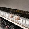 China New Design Advanced Poultry Farm H Type 3 Tier 4 Tiers Egg Layer Chicken Farm Layer Cages for Sale wholesale