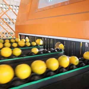 360 Degree Rotational Scanning Orange Sorting Machine With High Accuracy In Grading