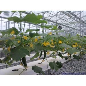 China Section 4m Commercial Hydroponic Greenhouse For Lettuce / Cucumber / Tomato supplier