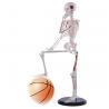 Full Body 85cm Small Human Skeleton Model With Painted Muscles