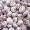 China Garlic splitting machine minced garlic processing production Line wholesale