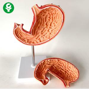 Normal Stomach Anatomy Model Gastric Organ Profile PVC Material 1.0 Kg