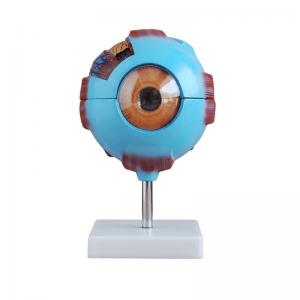 6 Times Enlarged Plastic Human Anatomical Eye Model With Blood Vessel
