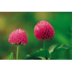 China El extracto de alta calidad del trébol rojo de la CLAR de los isoflavonas del 8% beneficia al fingimiento L. del cuerpo-Trifolium. wholesale