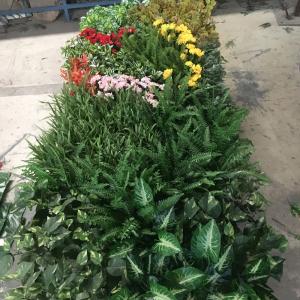 China PE UV Outdoor Artificial Plants Wall Fake Grass Wall For Supermarket supplier