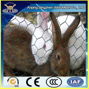 China cheap chicken &amp; rabbit wire mesh wholesale