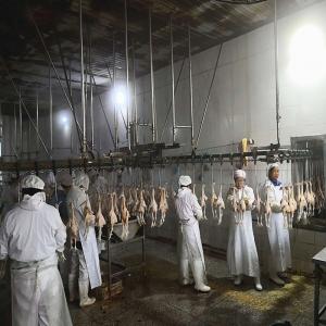 China 3000 Birds / H Poultry Slaughtering Equipment Chicken Slaughter Line 10000BPH supplier