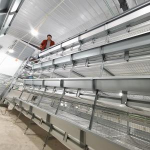 China 80 Days pullet Baby Chick Cage Farming Chickens 3 / 4 Floors Auto Drinking supplier