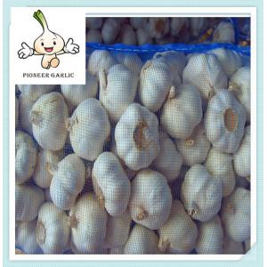 2016 newest lastest new products fresh garlic best design new product 5.0cm garlic