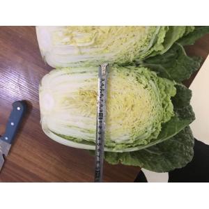 China Natural Hue Fresh Chinese Cabbage No Pesticide Residue Fiber Shin supplier