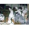Plastic Coated Chicken Wire Mesh Galvanized Iron Wire As Fencing Mesh