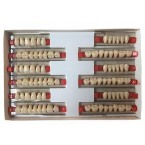 China Acrylic Resin Denture Teeth Set Repair Surfaces 2 Layers Super Hard Synthetic Dental Teeth supplier