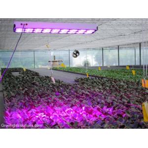 China Cidly LED 18 Grow Light Garden Light LED Plant Light 650W supplier