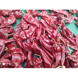 China Stemless Yidu Chili 10cm-15cm Red Jinta Chilli Pepper supplier