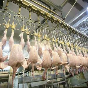 China 300-12000 Birds/H Chicken Slaughtering Line , CE Chicken Farm Machinery supplier