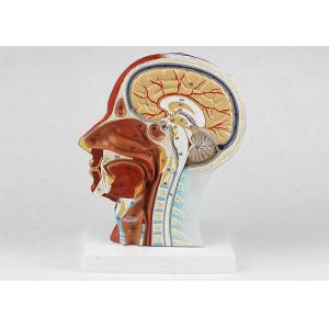 Extra Magnified Nerves Head And Neck Anatomy Model Brain Distriburion