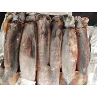 China Whole Round BQF All Size Good Color Argentina Frozen Illex Squid on sale