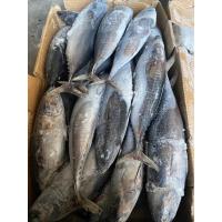 China New Landing Delicious 100g 300g A＋ grade Frozen Bonito Fish for sale on sale