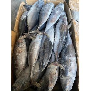 New Landing Delicious 100g 300g A＋ grade Frozen Bonito Fish for sale