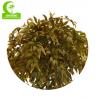 China Natural Look 160cm Artificial Ficus Tree For Garden Decoration wholesale