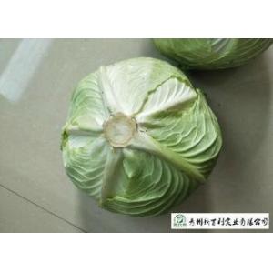 China Round Chinese Manufactured Cabbage 2 Kg / Per No Pesticide Residue supplier