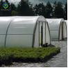 China 0.5KN/M2 Clear Polythene Single Tunnel Greenhouse wholesale