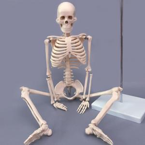 China Medical Pvc Simulation 85cm Small Anatomical Skeleton Model on sale 