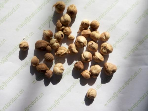 Organic spices round cardamom Amomum kravanh Pierre ex Gagnep dried fruits Bai