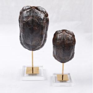 China Creative Arts and Crafts Turtle Shell Decorative Crafts Unique Face Head Arts for Decoration supplier