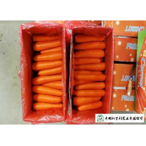 China Own Plantation Fresh Chinese Carrot No Stain For Frozen Vegetable Factory supplier