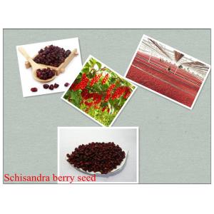 Schisandra chinensis （Turcz.）Baill,Schisandra sphenanthera Rehd. et Wils.Chinese magnoliav