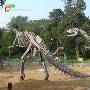 Fiberglass Life Size Dinosaur Skull Replica Hadrosaurus Skeleton anti aging