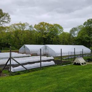 Cheap Tomato Agricultural Plastic Film Cover Low Cost Economic Tunnel Greenhouse For Vegetable