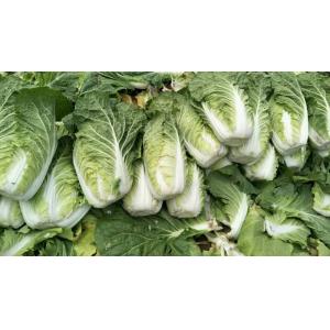 China Natural Hue Organic Napa Cabbage , Organic White Cabbage Without Soil supplier