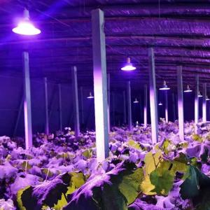 China LED Plant Growth Lamp Full Spectrum High Power Complement Lamp supplier