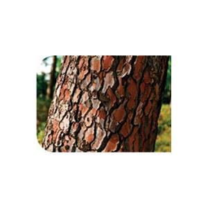 manufacture Pine bark Extract OPC 95% Fighting aging, help wrinkled skin, Shaanxi Yongyuan Bio-Tech , herbal extract