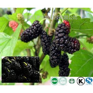 Low Price Mulberry Fruit Extract Powder